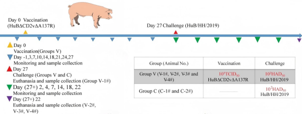具有高效免疫保護作用的非洲豬瘟減毒毒株成功構(gòu)建(圖1)